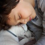 reguli noi pentru protectia animalelor de companie microciparea cainilor si pisicilor devine obligatorie 6927270687211