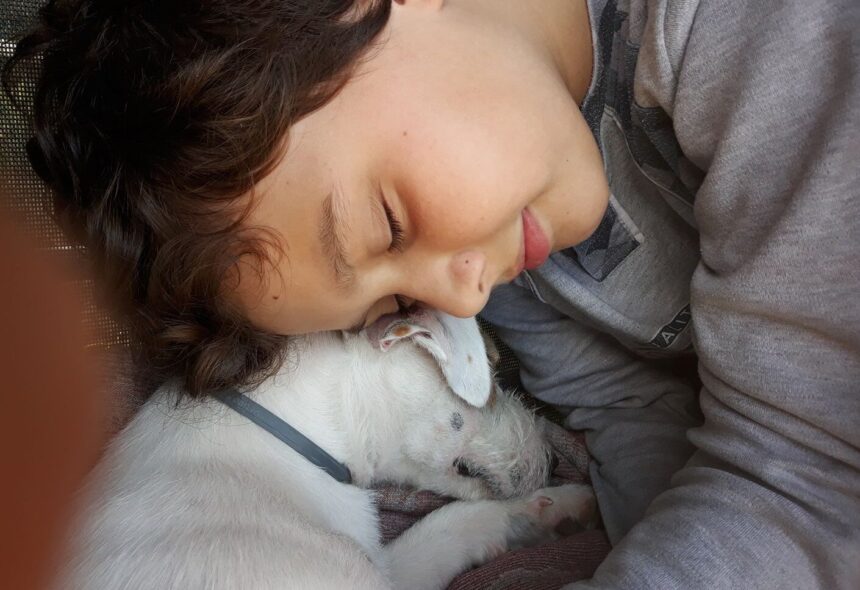 reguli noi pentru protectia animalelor de companie microciparea cainilor si pisicilor devine obligatorie 6927270687211