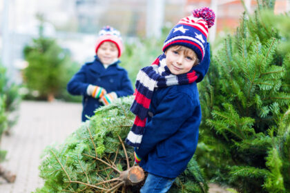 romsilva scoate la vanzare 16 000 de pomi de craciun care sunt preturile pentru achizitia directa de la ocoalele silvice 6928305f004a0