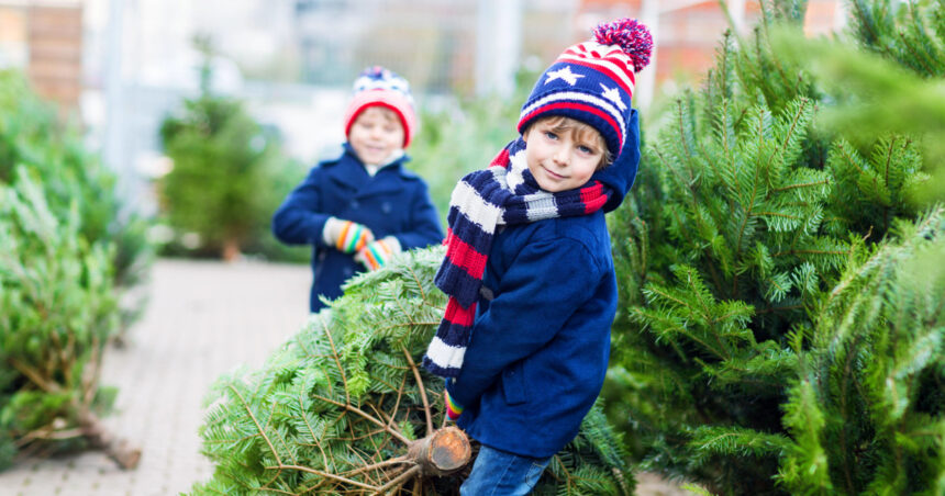 romsilva scoate la vanzare 16 000 de pomi de craciun care sunt preturile pentru achizitia directa de la ocoalele silvice 6928305f004a0
