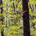 se modifica codul silvic pedepse cu inchisoarea pentru taierea ilegala a copacilor din spatiile verzi urbane 69232b685c452