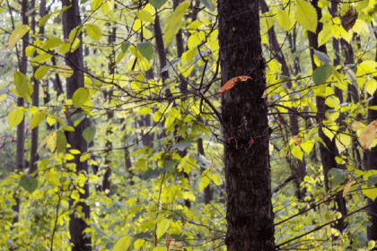 se modifica codul silvic pedepse cu inchisoarea pentru taierea ilegala a copacilor din spatiile verzi urbane 69232b685c452