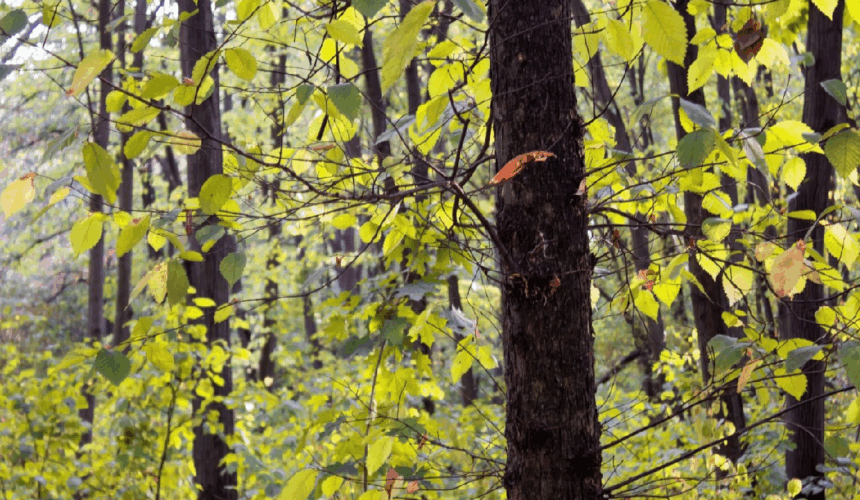 se modifica codul silvic pedepse cu inchisoarea pentru taierea ilegala a copacilor din spatiile verzi urbane 69232b685c452