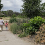 taierea ilegala de arbori din spatiile verzi urbane se va pedepsi cu inchisoarea proiect initiat de ministerul mediului 6923180e678a2