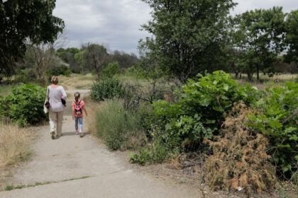 taierea ilegala de arbori din spatiile verzi urbane se va pedepsi cu inchisoarea proiect initiat de ministerul mediului 6923608319b01