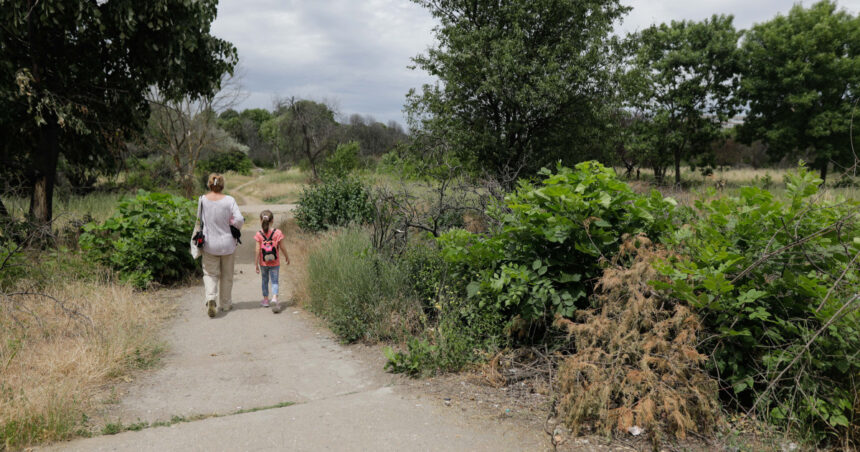 taierea ilegala de arbori din spatiile verzi urbane se va pedepsi cu inchisoarea proiect initiat de ministerul mediului 6923608319b01