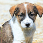 tulcea final de proces in cazul barbatului acuzat ca ar fi omorat cainii vecinei iata cand se vor pronunta judecatorii 691584f28d914