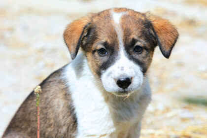 tulcea final de proces in cazul barbatului acuzat ca ar fi omorat cainii vecinei iata cand se vor pronunta judecatorii 691584f28d914