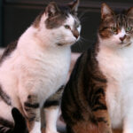 un barbat din constanta a fost retinut dupa ce ar fi ucis o pisica o femeie a gasit felina si a sunat la 112 691e06e66f9aa