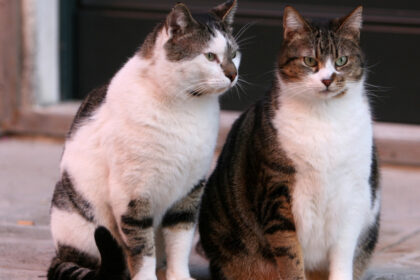 un barbat din constanta a fost retinut dupa ce ar fi ucis o pisica o femeie a gasit felina si a sunat la 112 691e06e66f9aa