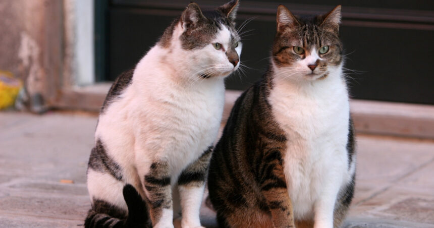 un barbat din constanta a fost retinut dupa ce ar fi ucis o pisica o femeie a gasit felina si a sunat la 112 691e06e66f9aa