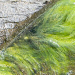 viata pe pamant a inceput mai devreme decat se credea noile dovezi descoperite de cercetatori in africa de sud 692c955cd1550