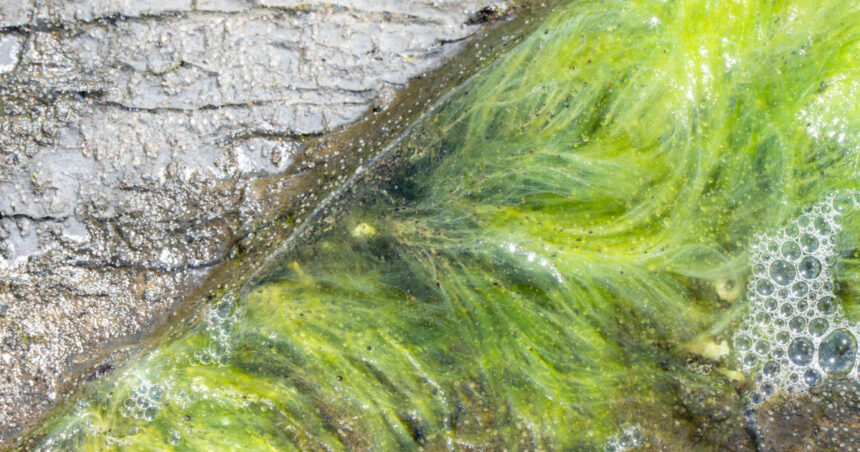 viata pe pamant a inceput mai devreme decat se credea noile dovezi descoperite de cercetatori in africa de sud 692c955cd1550