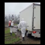 video a fost igienizat focarul de pesta porcina din navodari proprietarul amendat de dsvsa 6915cb5634197