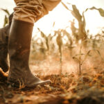 video agricultura din romania in pericol 75 milioane de hectare risca desertificarea avertismentul climatologilor 690837fb61c1b