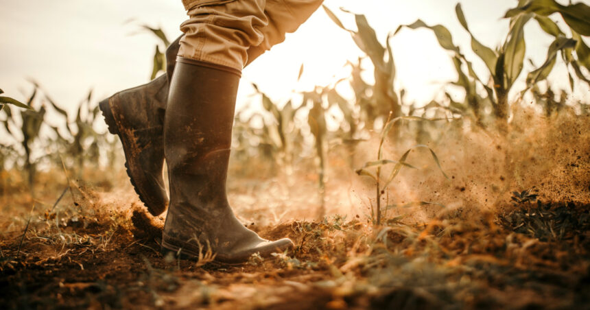 video agricultura din romania in pericol 75 milioane de hectare risca desertificarea avertismentul climatologilor 690837fb61c1b