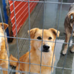 video eutanasierea cainilor sanatosi ar putea fi interzisa noi propuneri legislative pentru protectia animalelor 692477bacfd10