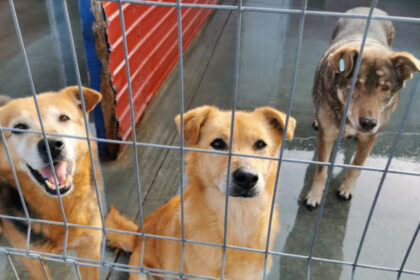 video eutanasierea cainilor sanatosi ar putea fi interzisa noi propuneri legislative pentru protectia animalelor 692477bacfd10