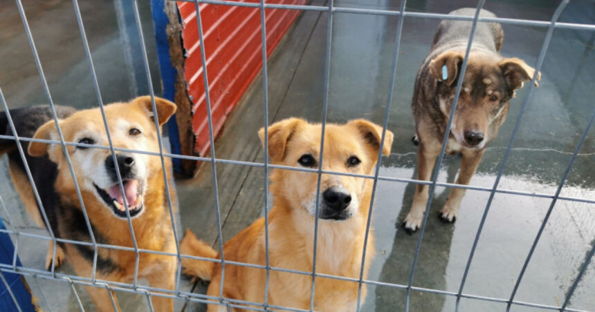 video eutanasierea cainilor sanatosi ar putea fi interzisa noi propuneri legislative pentru protectia animalelor 692477bacfd10