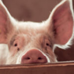 video focar de pesta porcina in judetul buzau fermieri disperati de teama ceilalti localnici au inceput sa si taie porcii pentru craciun 6919f76b2de1d