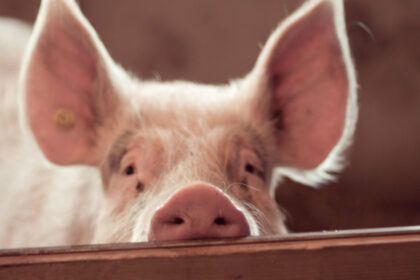 video focar de pesta porcina in judetul buzau fermieri disperati de teama ceilalti localnici au inceput sa si taie porcii pentru craciun 6919f76b2de1d