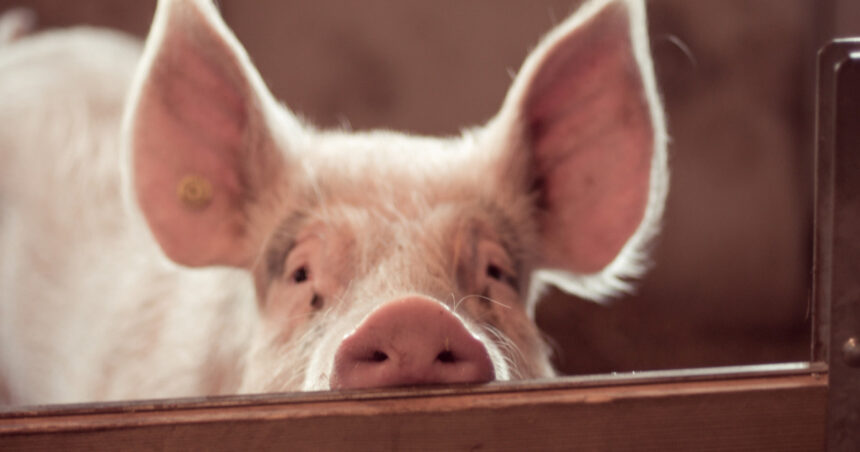 video focar de pesta porcina in judetul buzau fermieri disperati de teama ceilalti localnici au inceput sa si taie porcii pentru craciun 6919f76b2de1d