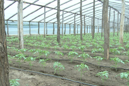 video guvernul introduce impozitul pe sere si solarii scumpiri in piete din ianuarie ce spun fermierii 6925d3a91cfdd