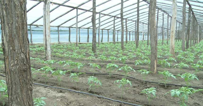 video guvernul introduce impozitul pe sere si solarii scumpiri in piete din ianuarie ce spun fermierii 6925d3a91cfdd