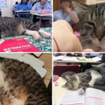 video motanul devenit vedeta intr un liceu din romania misu participa la cursuri si se bucura de atentia tuturor este mascota scolii 691566f6e77b4