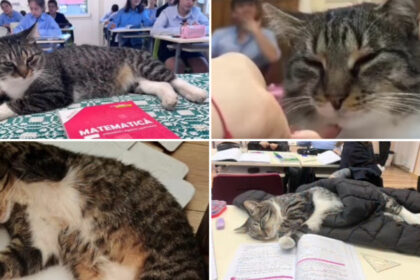 video motanul devenit vedeta intr un liceu din romania misu participa la cursuri si se bucura de atentia tuturor este mascota scolii 691566f6e77b4