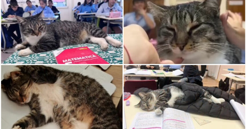 video motanul devenit vedeta intr un liceu din romania misu participa la cursuri si se bucura de atentia tuturor este mascota scolii 691566f6e77b4