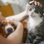 video romania are 86 milioane de caini si pisici cat ajunge sa cheltuie lunar o familie pentru animalul de companie 6911921f1fc4c