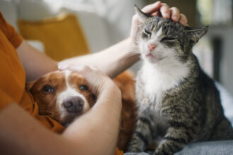 video romania are 86 milioane de caini si pisici cat ajunge sa cheltuie lunar o familie pentru animalul de companie 6911921f1fc4c