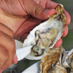 video romania are prima ferma de stridii din marea neagra cum arata productia dupa un an de experimente 6908392a836f3