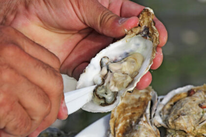 video romania are prima ferma de stridii din marea neagra cum arata productia dupa un an de experimente 6908392a836f3