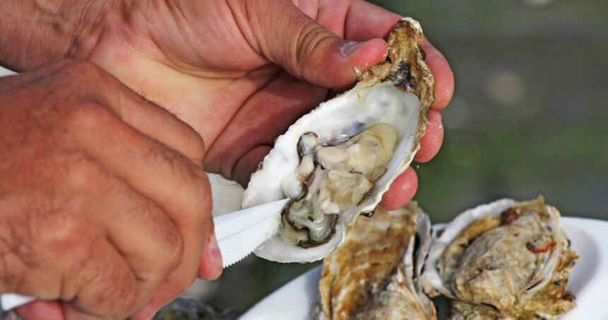 video romania are prima ferma de stridii din marea neagra cum arata productia dupa un an de experimente 6908392a836f3