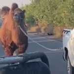 O cămilă surprinzătoare în mijlocul conflictului: trupele ucrainene capturează un simbol inedit al armatei ruse lângă Harkov 11 video scene neobisnuite pe frontul din ucraina o camila folosita de trupele ruse capturata de soldatii ucraineni langa harkov 69060579d3e4f