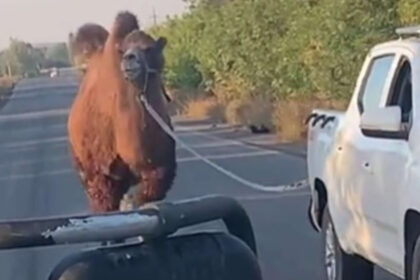 video scene neobisnuite pe frontul din ucraina o camila folosita de trupele ruse capturata de soldatii ucraineni langa harkov 69060579d3e4f