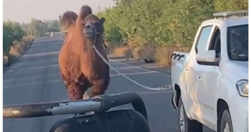 video scene neobisnuite pe frontul din ucraina o camila folosita de trupele ruse capturata de soldatii ucraineni langa harkov 69060579d3e4f