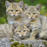 Trei pui de pisică sălbatică, surprinși jucându-se alături de mama lor, într-o pădure din Suceava 7 video trei pui de pisica salbatica surprinsi pe camerele de monitorizare jucandu se cu mama lor intr o padure din suceava 6905d43e1855e