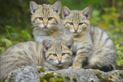 video trei pui de pisica salbatica surprinsi pe camerele de monitorizare jucandu se cu mama lor intr o padure din suceava 6905d43e1855e