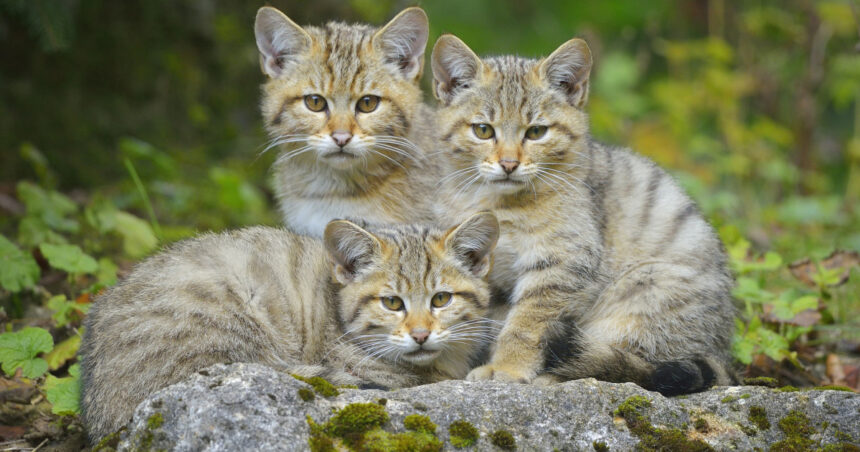 video trei pui de pisica salbatica surprinsi pe camerele de monitorizare jucandu se cu mama lor intr o padure din suceava 6905d43e1855e