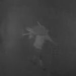 video trei romani au furat 77 de oi de la o stana din spania autoritatile au descris cum actiona banda de hoti 6914668c6cefd