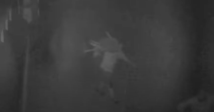 video trei romani au furat 77 de oi de la o stana din spania autoritatile au descris cum actiona banda de hoti 6914668c6cefd