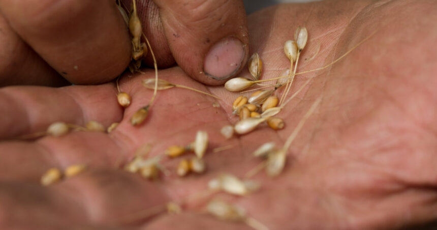 alimentele au devenit mai calorice mai putin nutritive si potential mai toxice studiul caracterizat drept socant de catre savanti 6947f405da131