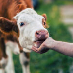 apia va plati aproape 39 de milioane de lei crescatorilor de animale pentru serviciile prestate in septembrie 693ad0c83566f