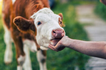 apia va plati aproape 39 de milioane de lei crescatorilor de animale pentru serviciile prestate in septembrie 693ad0c83566f