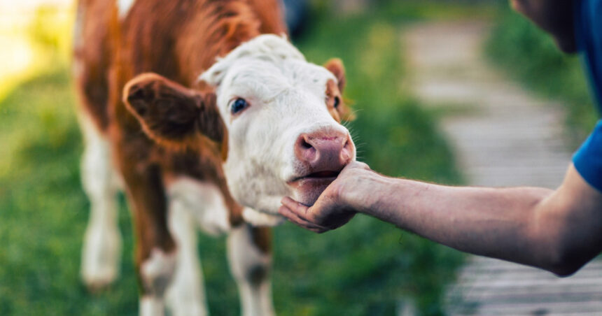 apia va plati aproape 39 de milioane de lei crescatorilor de animale pentru serviciile prestate in septembrie 693ad0c83566f