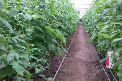 aur depune un proiect de lege pentru scutirea de impozit a unor constructii utilizate de agricultori sere solare silozuri 693ff98e34515