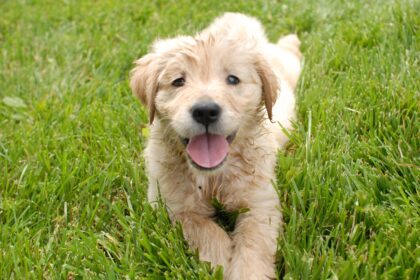 barbatul care a schingiuit un catel in navodari a fost retinut si este propus spre arestare 69403004cc45c